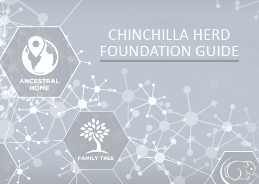 Feature Image for Chinchilla Herd Foundation Guidelines